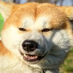 akita_gaugan_border_dobby - @akita_gaugan_border_dobby Instagram Profile Photo