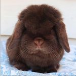 Nellie Bunnies Rabbitry Stud - @nelbunniesstud Instagram Profile Photo