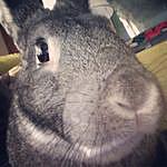 Nellie Bly - @nellie_bunny_baby Instagram Profile Photo
