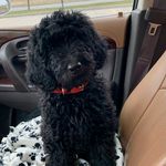 Nellie Gray Mitchell - @nelliegray.thedoodle Instagram Profile Photo
