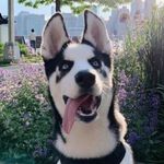 Itachi the Husky of LIC - @itachioflic Instagram Profile Photo
