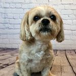 Nola Phillips - @lhasa.personality Instagram Profile Photo