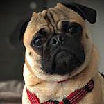 Butters Orand-Veasey - @butterspug Instagram Profile Photo