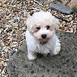 Norman West - @norman_the_naughty_bichon Instagram Profile Photo
