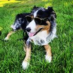 Oliver Montano - @sir_oliver_the_aussie Instagram Profile Photo