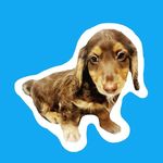 Ollie the Long Haired Dachshund - @my.doxie.ollie Instagram Profile Photo