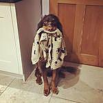 Oscar - @oscar_bear.dog Instagram Profile Photo