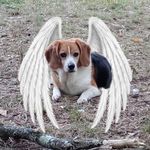 Jessica Tisi-Huffman - @jhbeaglemommy Instagram Profile Photo