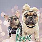 Pamela Ford - @daisy_and_dash_frenchies Instagram Profile Photo