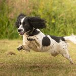 Pamela Keith - @pamela_awesome_dog_training Instagram Profile Photo
