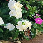 Pamela Plauche Sellen - @cajunfireflies Instagram Profile Photo