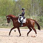 GEA PATRICIA SALMINEN - @geapatricia_dressage Instagram Profile Photo