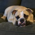 Patricia Woodham - @harley_the_bulldogga Instagram Profile Photo