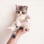 Paty Pet-cat gatinhos da patyy - @patypetcat Instagram Profile Photo