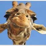 Paul Sprake (Giraffe Equity Release Adviser) - @giraffe_er_paulsprake Instagram Profile Photo