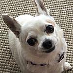 Pearl Chagrin Falls - @pearl_the_little_white_chi Instagram Profile Photo