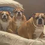 Peggy la bulla - @_peggy_the_bulldog_ Instagram Profile Photo
