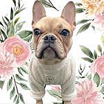 peggy.frenchie_ - @peggy.frenchie_ Instagram Profile Photo