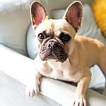 Peggy Mitchell - @peggymitchell_thefrenchie Instagram Profile Photo