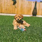 Peggy Toy Poodle - @_peggypoodle Instagram Profile Photo