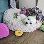 Penny the Coton De Tulear - @inthelifeofdog Instagram Profile Photo