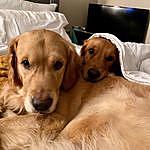 Doug And Penny - @dyer_dogs Instagram Profile Photo