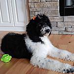 Penny Harp - @penny_our_partidoodle Instagram Profile Photo