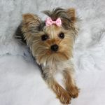 Pepper Perkins - @pepper.yorkiequeen Instagram Profile Photo