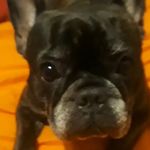 La perra de Chupi - @lolaperradepana Instagram Profile Photo