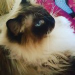 Perry Stegall - @perry_the_ragdoll Instagram Profile Photo