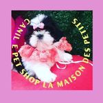 Canil la maison des petits - @canil_la_maison_des_petits Instagram Profile Photo