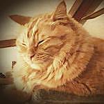 phillip pemberton - @flowers_cats_comics_travel Instagram Profile Photo