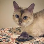 Phyllis Veader Parnell - @phyllis_the_psychic_cat Instagram Profile Photo