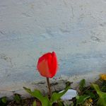 morgan phyllis newhook vineham - @morgan_vineham1234 Instagram Profile Photo