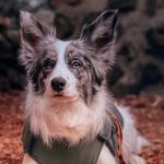 The best Border Collie Polly. - @border_collie_polly Instagram Profile Photo