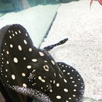 Ollys fish - @ollys_fish Instagram Profile Photo