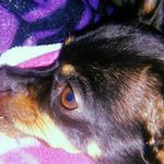 Precious Finley - @precious.the.chihuahua Instagram Profile Photo