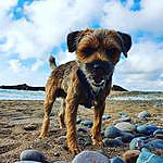 Rachel Barnett - @jeff_the_prick_border_terrier Instagram Profile Photo