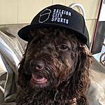 Harper Raleigh City Sports Dog - @harperrcs Instagram Profile Photo