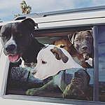 Laika, Athena, Ralph, Franklin - @adventure.woof.and.puppy.pack Instagram Profile Photo