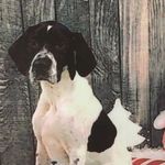 English Pointer Ralph - @englishpointerralph Instagram Profile Photo