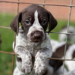 German Shorthaired Pointer - @ralph.the.gsp Instagram Profile Photo