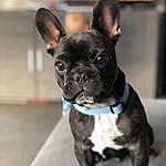 Ralph Rodgers - @ralph_rodgers_frenchie_life Instagram Profile Photo