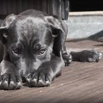 Randal Shelton - @dogs.amazing.group Instagram Profile Photo