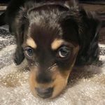 Reba Ramsey - @reba_ramsey_the_dachshund Instagram Profile Photo