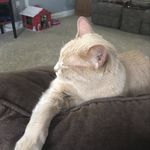 Rebecca Benefield - @crazy_cat_lady_of_3 Instagram Profile Photo