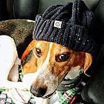 Rebecca Dobbins - @gertie.the.beagle Instagram Profile Photo