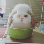 Rebecca Low - @bunny2_cotton Instagram Profile Photo