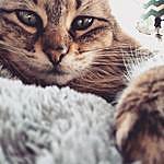 Calliope Regina Rouse-Moore - @kittycaleesi Instagram Profile Photo