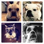 Friedman, Coco, Lexi, Rex - @pups.of.bergen.county Instagram Profile Photo